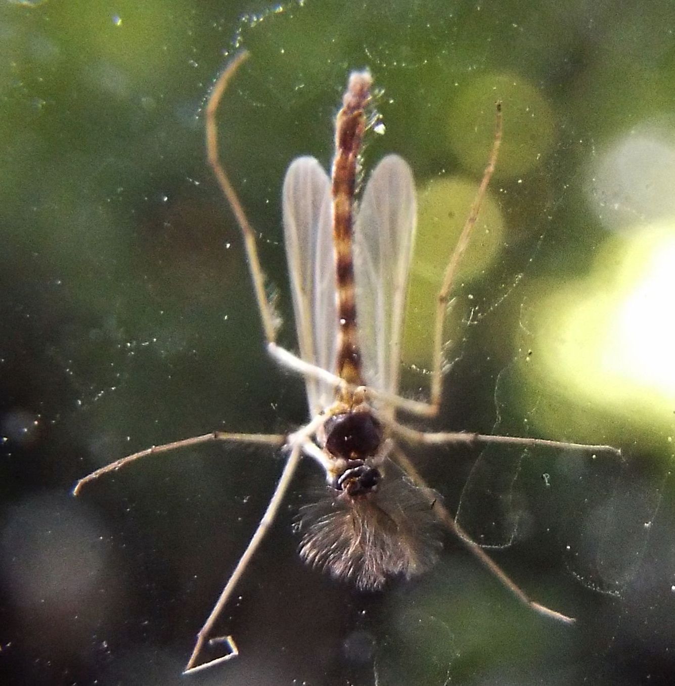 maschio di Chironomidae
